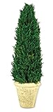 ホワイエ プリザーブドグリーン TPサイプレスツリーポット 60cm 8s40021
