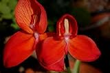 Disa uniflora - Pride of Table Mountain - 20 seeds
