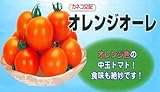 【中玉トマト種子】オレンジオーレ　（カネコ種苗） 1000粒