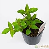 パイナップルセージ 【苗】 ９ ｃｍ ポット ＜当店は 苗 種 鉢 培養土 ニーム の専門店＞