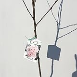桜 苗木 吉野桜（よしのざくら） 12cmポット苗 さくら苗