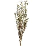 東京堂 ドライフラワー イクソディア (40g入) #ホワイト DN000FT2