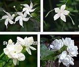 50個の種子/オリジナルパック、GARDENIA / CAPE JASMINE Jasminiodesホワイト低木花の種子の香りマツリカの種子