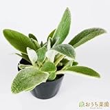 ラムズイヤー 【苗】 ９ ｃｍ ポット ＜当店は 苗 種 鉢 培養土 ニーム の専門店＞