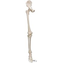 Amazon | 足の骨格模型 - 足の骨モデル，脛骨・腓骨付，ワイヤー