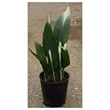 ハラン (アケボノ) 5号ポット