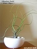 エアープランツチランジア・ブッツィ / ホワイトイリプス / AirPlants Tillandsia・Butzii / White Ellipse / インテリアグリーン / ミニ観葉植物