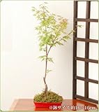 敬老の日 盆栽 鉢植え プレミアシリーズ 敬老の日 盆栽 フラワーギフト【紅葉皿盆栽BIG】 定型メッセージカード 産直出荷 お届け先地域によっては別途送料がかかる場合があります