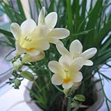 チューリアフリージー球根、花の種、室内ポット花蘭、Freesia Rhizomeフラワー球根フローラル静かな家庭菜園 - 2bulbsライトイエロー