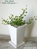 Wire Plants / White Tall Square / ワイヤープランツ / ホワイトトールスクエア / インテリア観葉植物 / 鉢植え