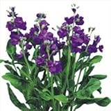 国華園　花たね　切花向きたね　スプレイストック　シャンテブルー　1袋(約50粒)【※発送が国華園からの場合のみ正規品です】