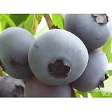 ブルーベリー 苗木 サザンオニール 苗 2年生 接木苗 【 サザンハイブッシュ系 】