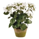 ConservatoryレースキャップHydrangea inプランター