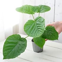 Amazon｜（観葉植物）アロカシア ククラタ シマクワズイモ 2号