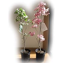 41QeQU2RzxL._AC_UL210_SR210,