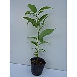 ニッケイ 樹高0.2m前後 10.5cmポット にっけい ニッキ 苗木 植木 苗 庭木 生け垣