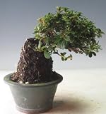 盆栽　花芽付き！ミヤマキリシマツツジ（白雪)の鉢植え　2018春開花予定