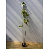 【15本セット】 コナラ 樹高0.8m前後 12cmポット こなら 苗木 植木 苗 庭木 生け垣