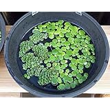 《めだか街道発送商品》無農薬サルビニアククラータ３株と無農薬アマゾンフロッグピット３株セット（浮草）