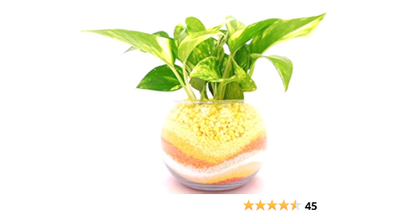 Amazon 観葉 植物 ゴールデンポトス ハイドロカルチャー ガラス植え 黄オレンジ ボウルs 観葉植物 オンライン通販