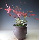 南天とチゴ笹の鉢植え【現品】
