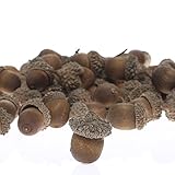 nutty-brown人工Acorns with Natural Acorn Caps for Fall Crafting、と秋Decorating