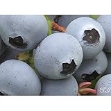 ブルーベリー 苗木 ミスティ 苗 2年生 接木苗 【 サザンハイブッシュ系 】