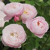 バラ苗 プリュム 国産大苗河本オリジナル角鉢6号 四季咲き中輪 ピンク系