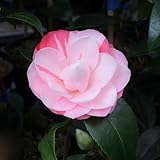 椿（ツバキ）津川絞（つがわしぼり）の苗木