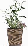 木製４寸トネリコ寄せ植え