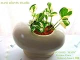ポトス・エンジョイ / ホワイトエッグポット / Pothos N'joy / White egg pot / イテリア観葉植物/鉢植え