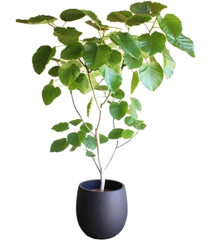 Amazon | フィカス・ウンベラータ 10号サイズ | MAKIMO PLANT | 観葉