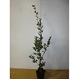 【ノーブランド品】 サザンカ 樹高1.0m前後 15cmポット /