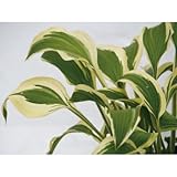 ギボウシ(擬宝珠)ホスタ・グランドマスター(大株)外斑入り 植木 多年草