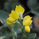 【山野草】センダイハギ