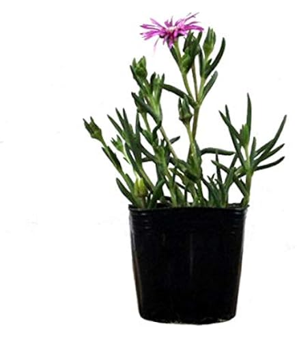 Amazon.co.jp: マツバギクの苗 白花 大輪 抜き苗1本 カット苗5本
