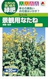 【種子】 景観用なたね タキイのタネ　期限切れ（2018年4月）間近のため売り尽くしセール！