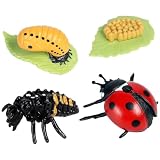 昆虫のライフサイクル てんとう虫のフィギュア 動物の成長サイクルキット 昆虫教育 成長段階 昆虫ライフサイクル 置物 モデル 小道具 学習 4ピース