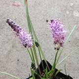 ツルボ（蔓穂）3号ポット 2株セット[秋にピンクの可憐な花を咲かせる珍しい球根植物] ノーブランド品