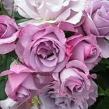 バラ苗 ディオレサンス 国産大苗デルバールオリジナル角鉢6号 フレンチローズ（デルバール）