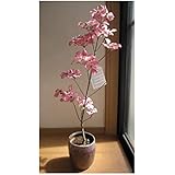 Amazon ハナミズキ苗赤白ピンク3色セット いろんなハナミズキが楽しめます 植木