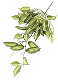 asca 造花 オーキッドリーフハンギングブッシュ クリームグリーン 全長50cm・葉径5~8cm A-42493-053A