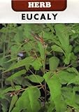 【種子】レモンユーカリ ハーブ 藤田種子