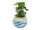 花市場直送便 アイビー(カラーサンド植え) バブルボール8cm ブルー