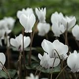 白花シクラメン・ネアポリタナム