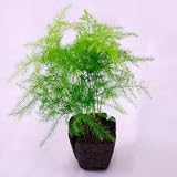 壁掛け観葉植物ミドリエ用交換苗「アスパラガスプルモーサス」 ～サントリー・トヨタの新提案～ 絵を飾るようにみどりを飾る