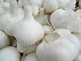 野菜種　ニンニク　青森県産　福地系ホワイト　6片　500ｇ