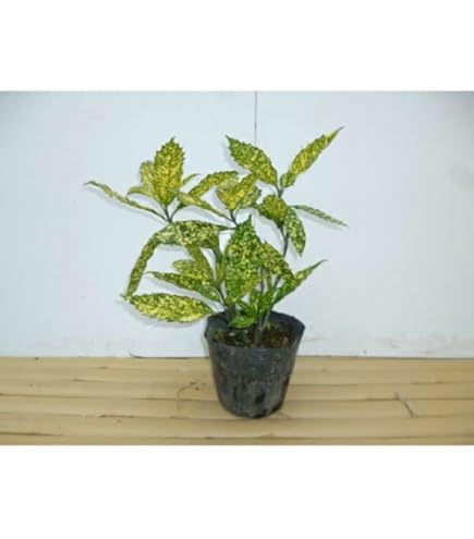 Amazon.co.jp: [10本 セット] クロアオキ (アオキ) 15.0p 10本 樹高