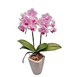 花を贈る！椎名洋ラン園の胡蝶蘭 (ピンク) 2本立ち (生花)