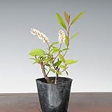 苗：小花ずいな